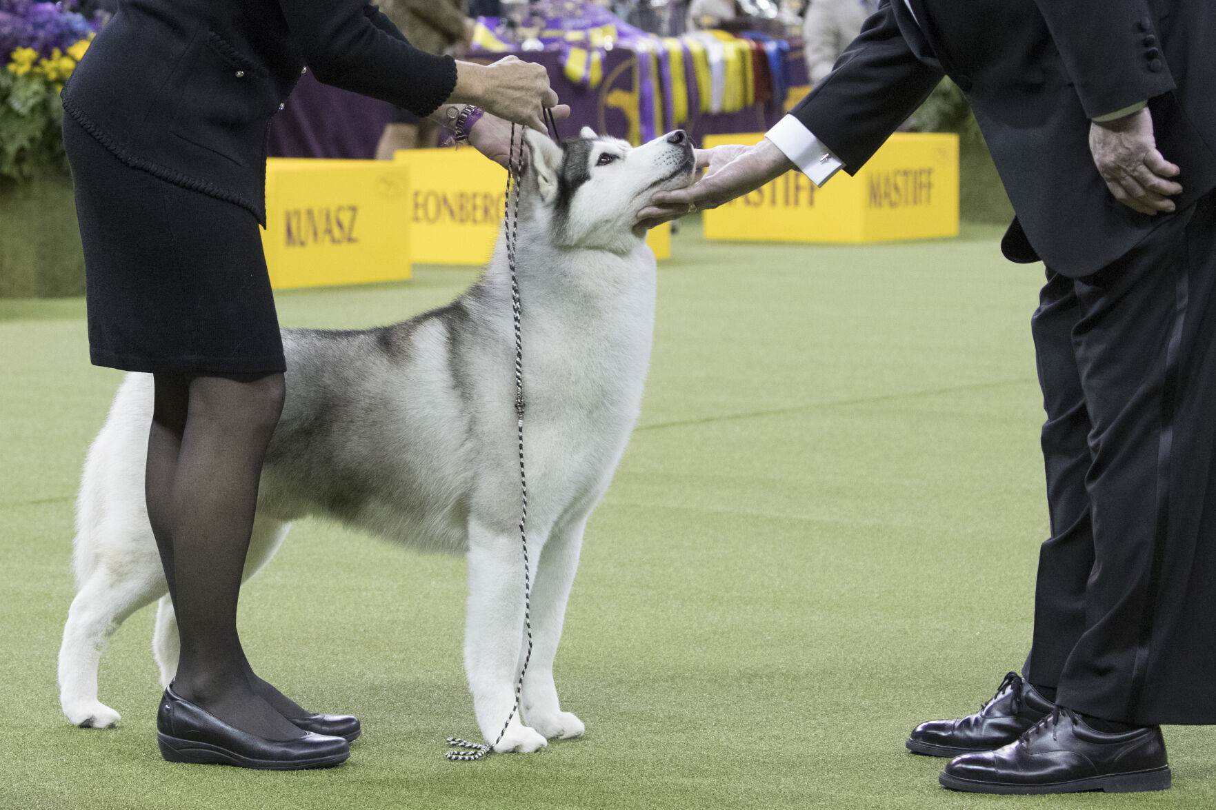 16. Siberian husky